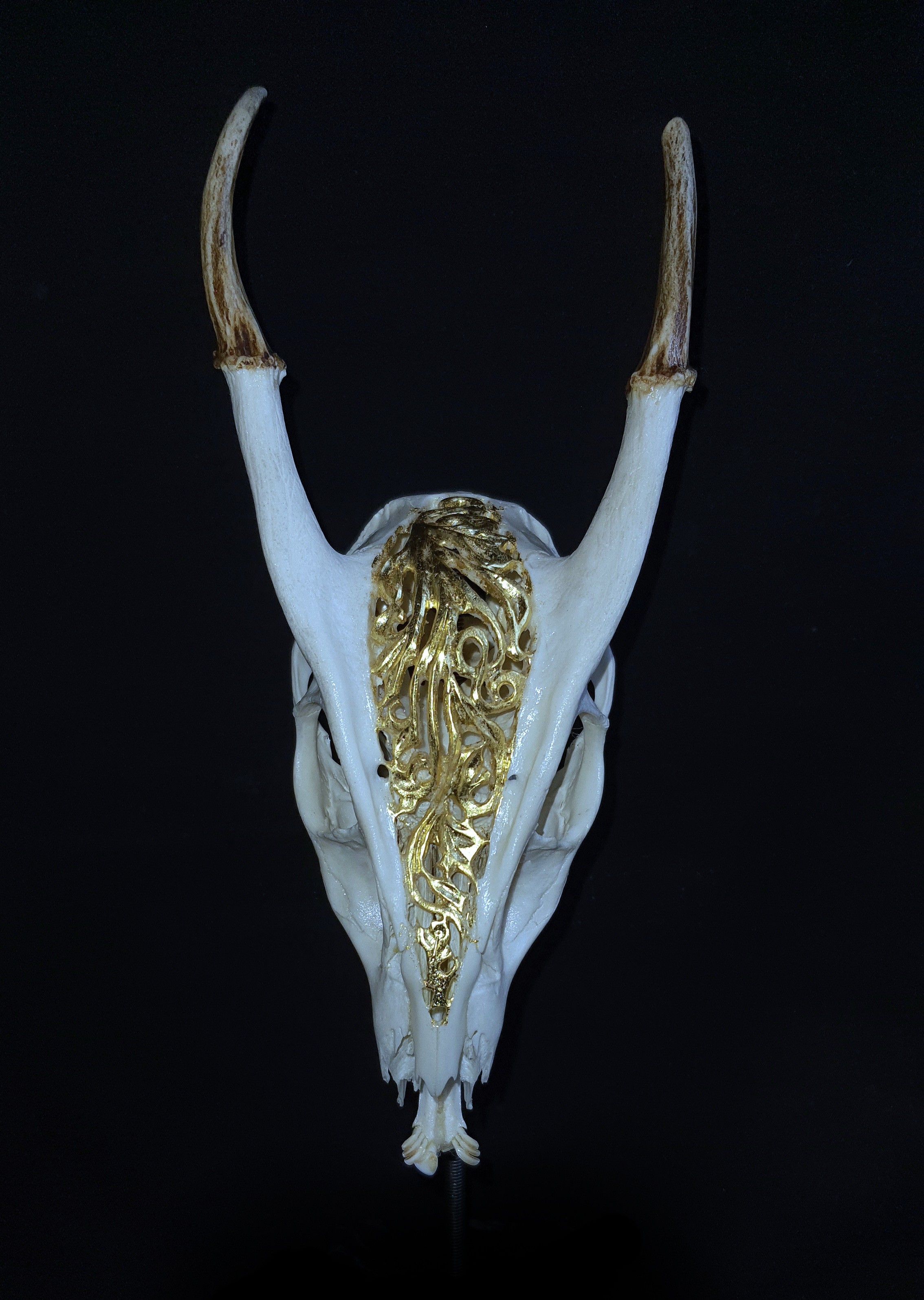 Trofeu cerb muntjak sculptat cu motiv floral aurit - Sculptura în trofee de vânătoare